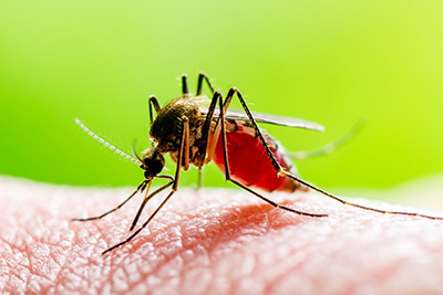 Unraveling Yellow Fever: Causes, Symptoms, and Prevention