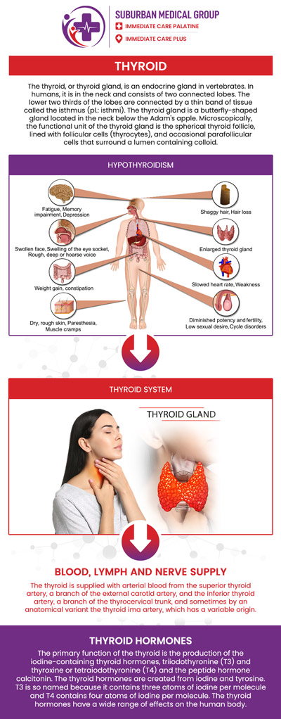Common questions asked by patients: What is a thyroid disorder? What are the common symptoms of thyroid disorders? What causes thyroid disorders? How are thyroid disorders diagnosed? When should someone see a doctor for thyroid-related symptoms? For more information, contact us or book an appointment online. We are conveniently located at 693 W Boughton Rd, Bolingbrook, IL 60440. We serve patients from Bolingbrook IL, Romeoville IL, Naperville IL, and Woodridge IL, and surrounding cities. Common questions asked by patients: What is a thyroid disorder? What are the common symptoms of thyroid disorders? What causes thyroid disorders? How are thyroid disorders diagnosed?
When should someone see a doctor for thyroid-related symptoms? For more information, contact us or book an appointment online. We are conveniently located at 693 W Boughton Rd, Bolingbrook, IL 60440. We serve patients from Bolingbrook IL, Romeoville IL, Naperville IL, and Woodridge IL, and surrounding cities.